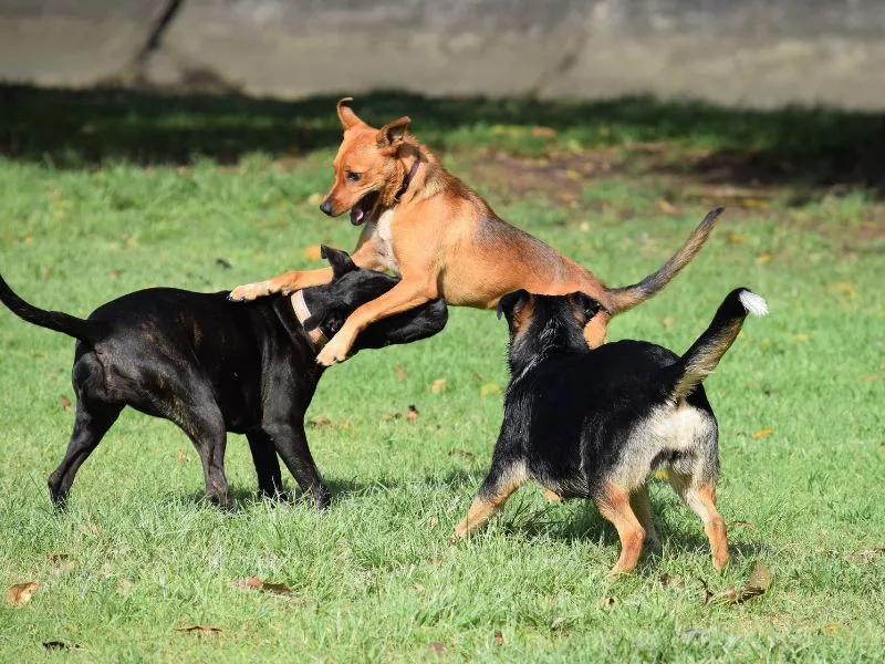 parchi per cani a napoli