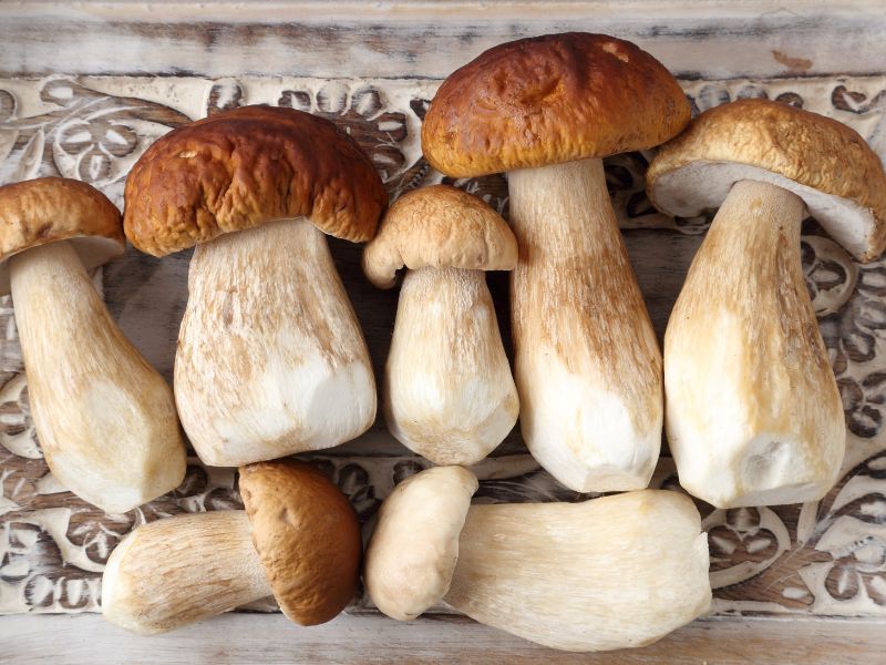 Sagra dei Funghi di Cusano Mutri 2025