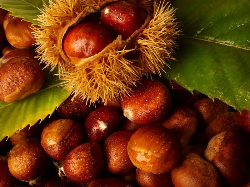 dove raccogliere le castagne in campania