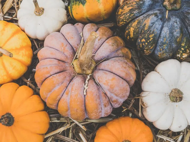 giardini di zucca in campania