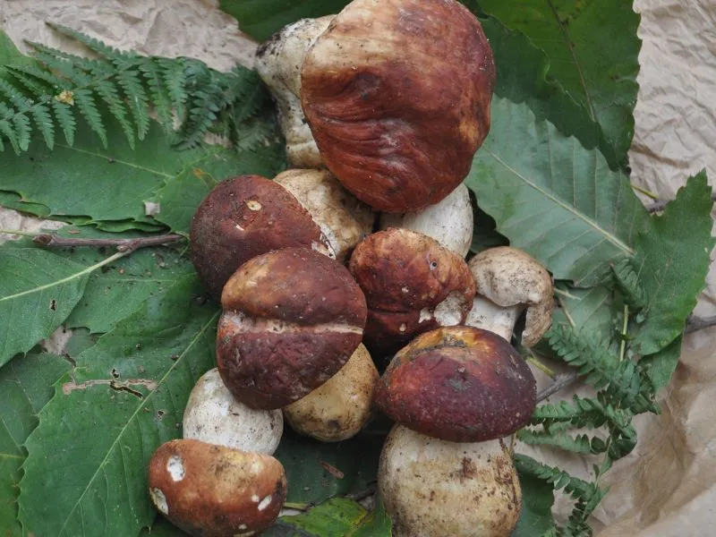 sagra fungo porcino