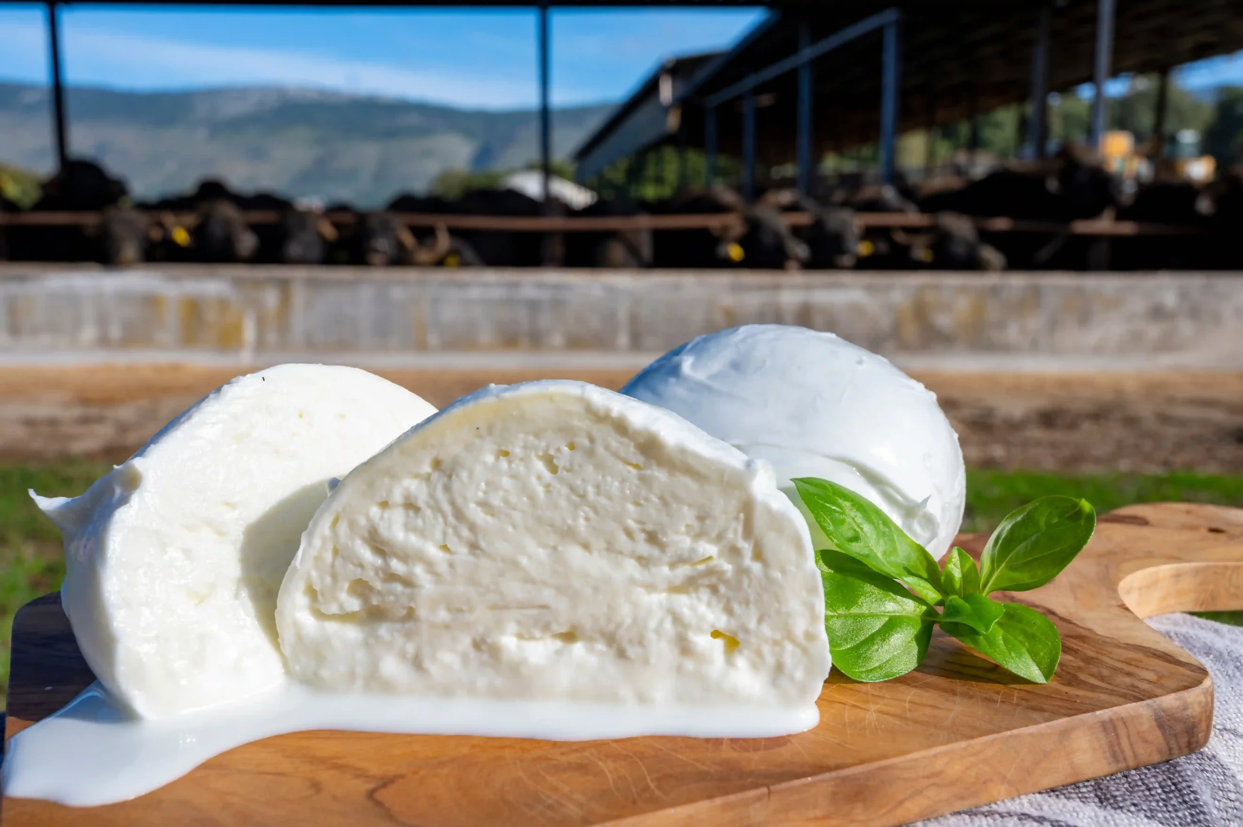 Sagra della Mozzarella di Bufala a Teano 2026: cosa fare, degustazioni e info utili