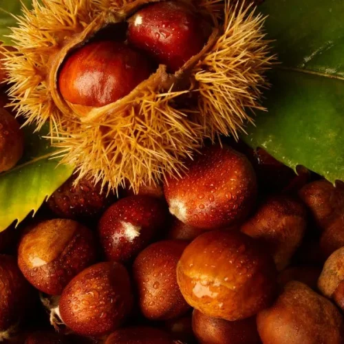 dove raccogliere le castagne in campania