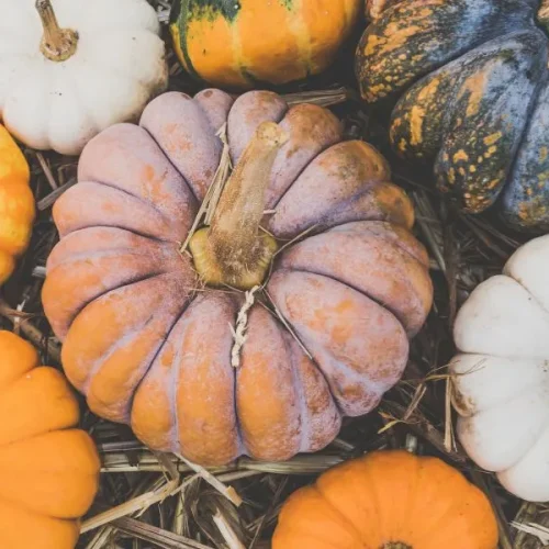 giardini di zucca in campania
