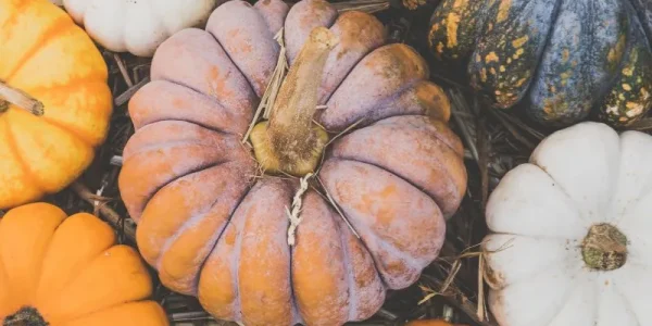 giardini di zucca in campania