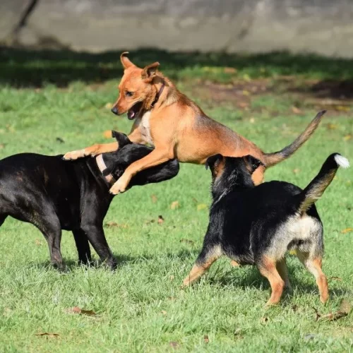 parchi per cani a napoli