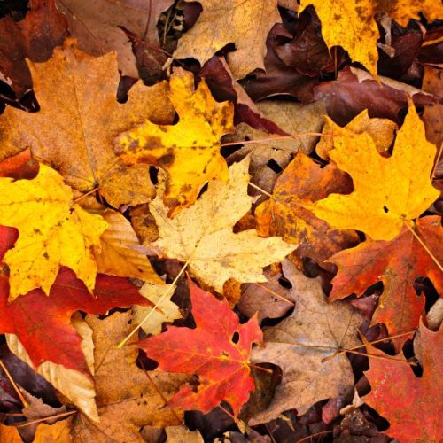 sagre ad ottobre in campania